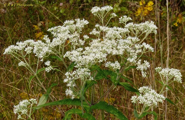 {Eupatorium perfoliatum}